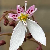 ニゲラ,マーガレット,ユキノシタ,ユキノシタ,ユキノシタの画像