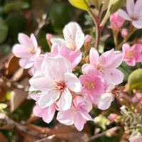 シャリンバイ,ピンクの花,バラ科,さんぽ,日本原産の画像