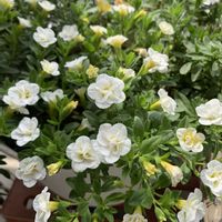 カリブラコア,可愛い,白い花,和む,花のある暮らしの画像