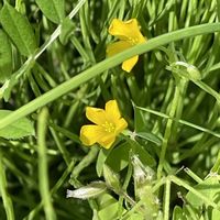 アヤメ,シャリンバイ,カタバミ,シラーペルビアナ,#最前線のあなたへの画像