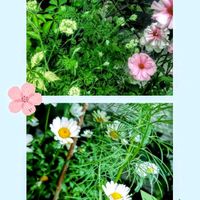 ニゲラ,ニゲラ,ノースポール,ノースポール,オルレアの画像