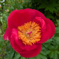 シャクヤク,スイートピー,クレマチス きざし,アネモネ・ボルト,チーム愛知の画像