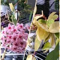 ホヤ・カルノーサ,ホヤ・カルノーサ,ホヤ・カルノーサ,ホヤ・クインクルエイト,ホヤの画像