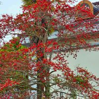 アマドコロ,クロガネモチ,クロガネモチ,イチハツ（一初),ボタン(紫紅殿)の画像