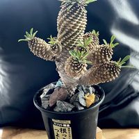 ソテツキリン,パイナップルコーン,蘇鉄麒麟,水なす,ユーフォルビアの画像