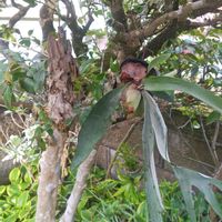 サボテン,コウモリラン,ビカクシダ,ディネマ ポリブルボン,着生ラン色々の画像