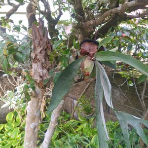 サボテン,コウモリラン,ビカクシダ,ディネマ ポリブルボン,着生ラン色々の画像