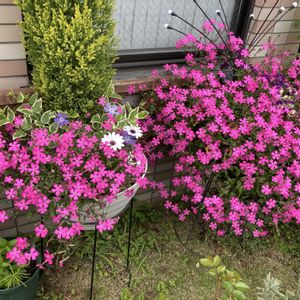 シレネピンクパンサー,ガーデニング,花のある暮らし,マンション専用庭,庭の画像