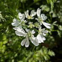 花木,植木鉢,吊り鉢,花いろいろ,バラと夢CLUBの画像