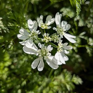 花木,植木鉢,吊り鉢,花いろいろ,バラと夢CLUBの画像