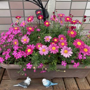 マーガレット,シレネピンクパンサー,ガーデニング,花のある暮らし,マンション専用庭の画像