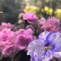 セントポーリアの画像