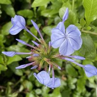 ヒルザキツキミソウ,ムラサキツユクサ,ルリマツリの画像