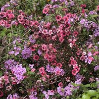 ウインターコスモス,コバノランタナ,ギョリュウバイの画像