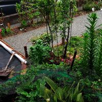 カラー,スカシユリ,カンナベンガルタイガーの画像