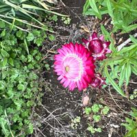 ヘリクリサムの画像