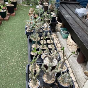 パキポディウム,多肉植物,塊根植物,コーデックス,花のある暮らしの画像