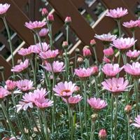 ローダンセマム,ローダンセマム,癒し,花のある暮らし,綺麗の画像