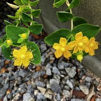 クリスマスローズ,クリスマスローズ,ナデシコ,ナデシコ,ヒペリカムの画像