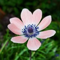 ヒメヒオウギ,ブルースター,エリゲロン,アネモネ フルゲンス,ピンク色の花の画像