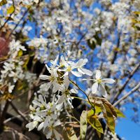 ジューンベリー,季節のお花,花は癒やし♡,花のある風景,はなのあるくらしの画像