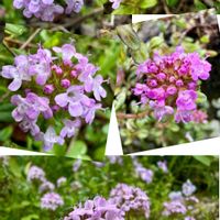 イブキジャコウソウ,ガーベラ,鉢植え,オレンジの花,ピンク色の花の画像