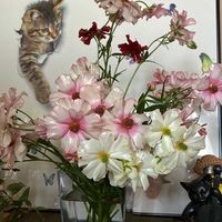 ウメ,チェリーセージ,ミニバラ,クリスティアーナ,ラナンキュラスラックスの画像