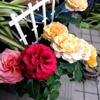 オキザリス,ノースポール,ペチュニア,レモン,オステオスペルマムの画像