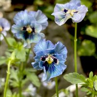 ビオラ,ビオラ　レディ,お花,青色の花,美しいお花の画像