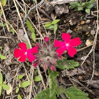 バーベナの画像