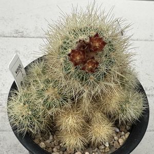 サボテン,金盃,サボテン科,エスコバリア属,サボテンの花の画像