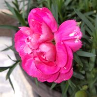 カーネーション,キンギョソウ,✨コメリ✨,大好き見切り品,玄関アプローチの画像