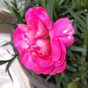 カーネーション,キンギョソウ,✨コメリ✨,大好き見切り品,玄関アプローチの画像