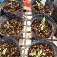 サニーレタス,フルーツミニトマト, 中玉トマト,オレンジプチトマト,オレンジプチトマトの画像