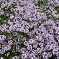 クリーピング タイム,グランドカバー,ピンクの花の画像