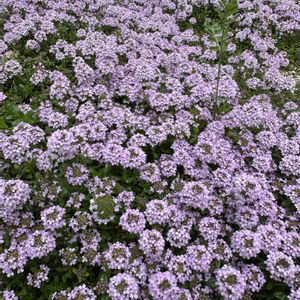 クリーピング タイム,グランドカバー,ピンクの花の画像