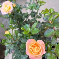 バラ　シリトンルージュ,バラ好き,バラを楽しむの画像