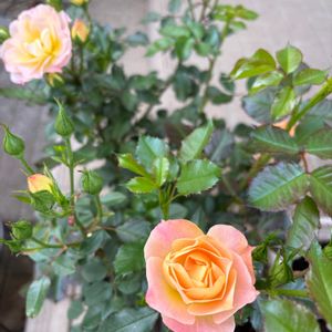 バラ　シリトンルージュ,バラ好き,バラを楽しむの画像