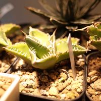 アガベ　チタノタ　南アフリカダイアモンド,多肉植物,観葉植物,グリーンインテリア,成長記録の画像