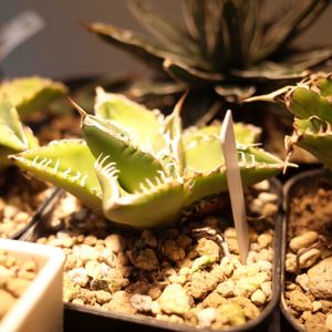 アガベ　チタノタ　南アフリカダイアモンド,多肉植物,観葉植物,グリーンインテリア,成長記録の画像