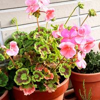 ゼラニウム,南向きの軒下の画像