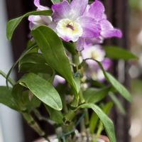 デンドロビウム,レディラブ 姫華,洋蘭,ラン科,洋ランの画像