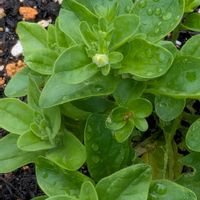 ジャーマンアイリス,シャクヤク,バラ,レモン,ペチュニア マドンナの宝石の画像