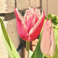 チューリップ,チューリップ カナスタ,観葉植物,お花,玄関の画像