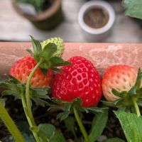 イチゴ,曇り,赤・紅・あか・レッド,小さな庭,家庭菜園の画像