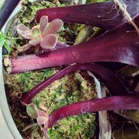 デンドロビウム,多肉葉挿し,アエオニウム 属の画像