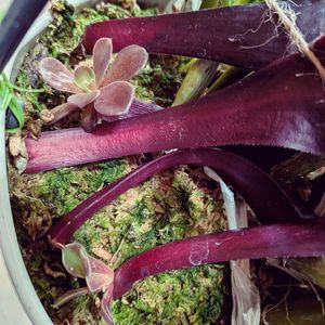 デンドロビウム,多肉葉挿し,アエオニウム 属の画像