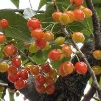 サクランボの画像