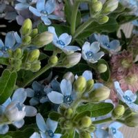 ブルースターの画像