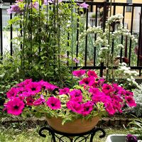 ダールベルグデージー,サフィニア,小手毬(コデマリ),幸せ気分✨✨✨,とにかくGS 楽しもう！の画像